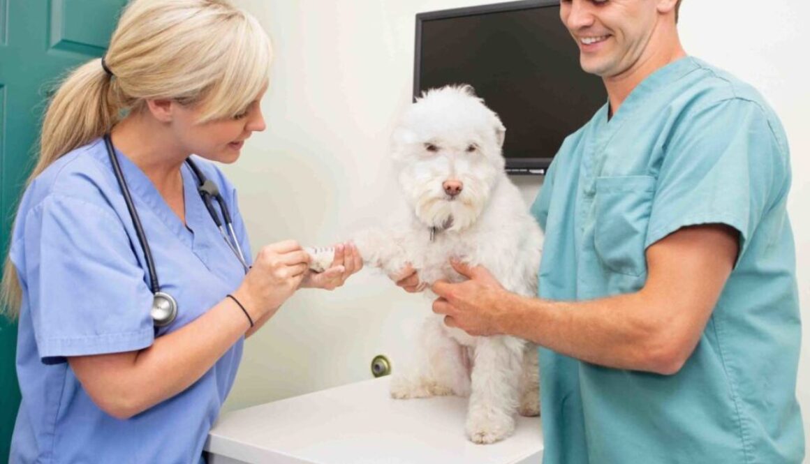 Veterinary Assistant