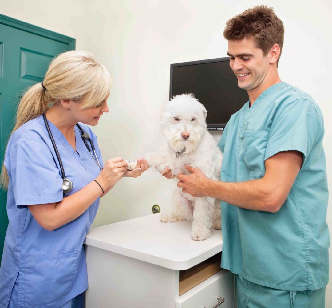 Veterinary Assistant