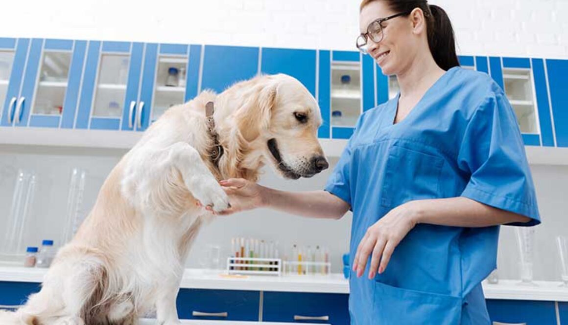 Veterinary Technicians Enjoy a Bright Career Outlook