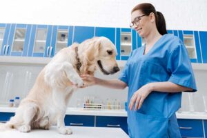 Become a Vet Assistant Vet Assistant Career