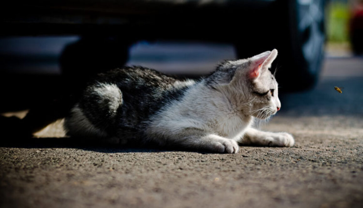 Cats and Bee Stings
