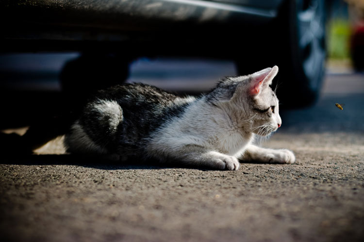 Cats and Bee Stings