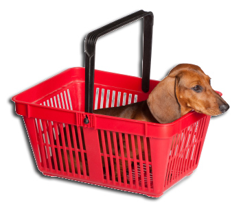 Where to buy a dog