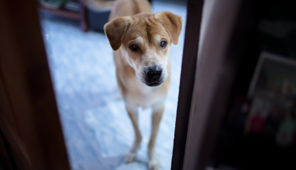 Don't Scold at Your Dog