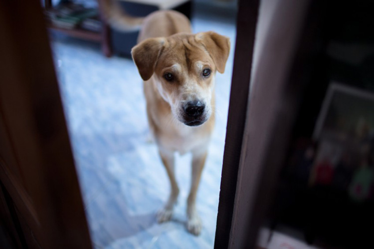 Don't Scold at Your Dog