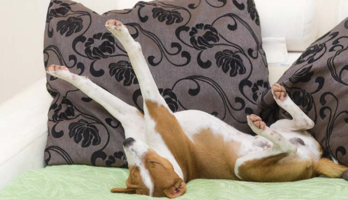 Your Dog's Antics Aren't Weird