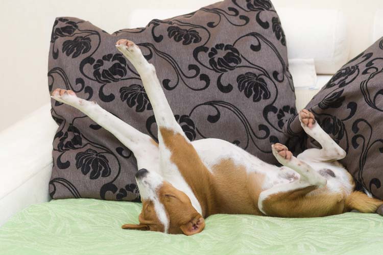 Your Dog's Antics Aren't Weird