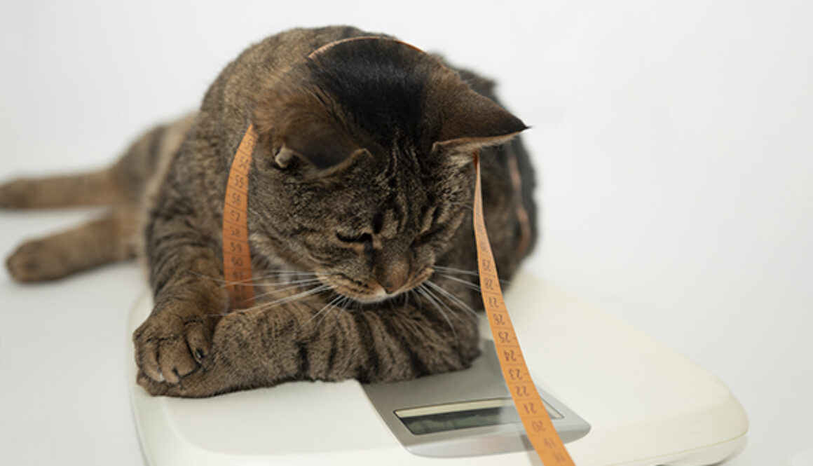 Cute cat dreams of becoming a vet assistant