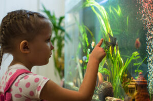 Setting Up a Freshwater Aquarium