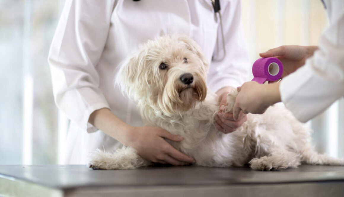 Maltese dog with broken paw in vet infirmary