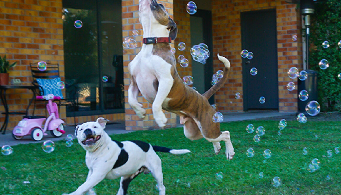 Flying dog, leaping for bubbles.