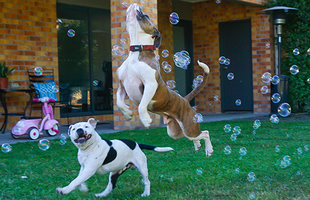 Flying dog, leaping for bubbles.