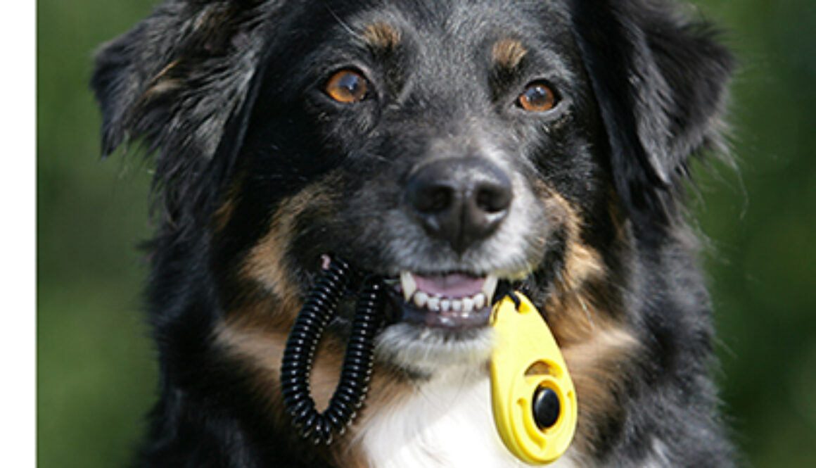 Add Dog Trainers Near Me to Speed Dial!