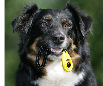 Add Dog Trainers Near Me to Speed Dial!