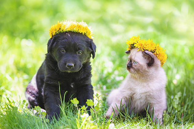 Little kitten and puppy crowned a wreath of dandelion sitting to