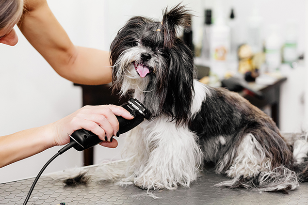 Groomer takes care of the dog's hair. Element of grooming. Shih tzu.