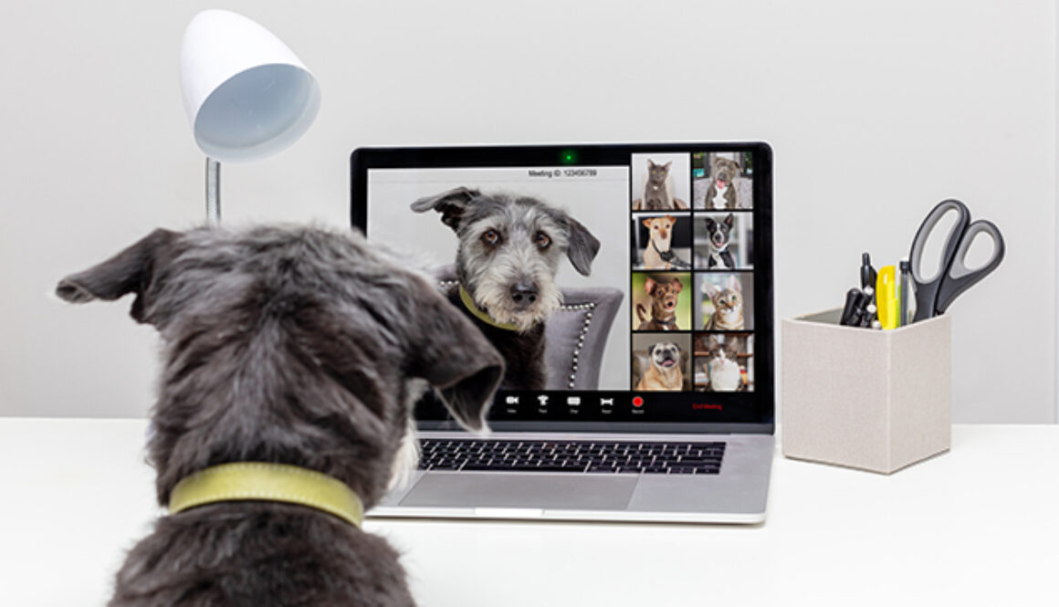 Dogs Holding Web Video Conference Call