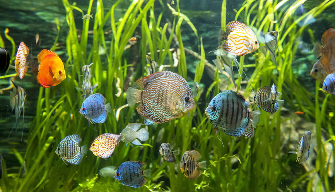 Aquarium Plants for Beginning Aquarists