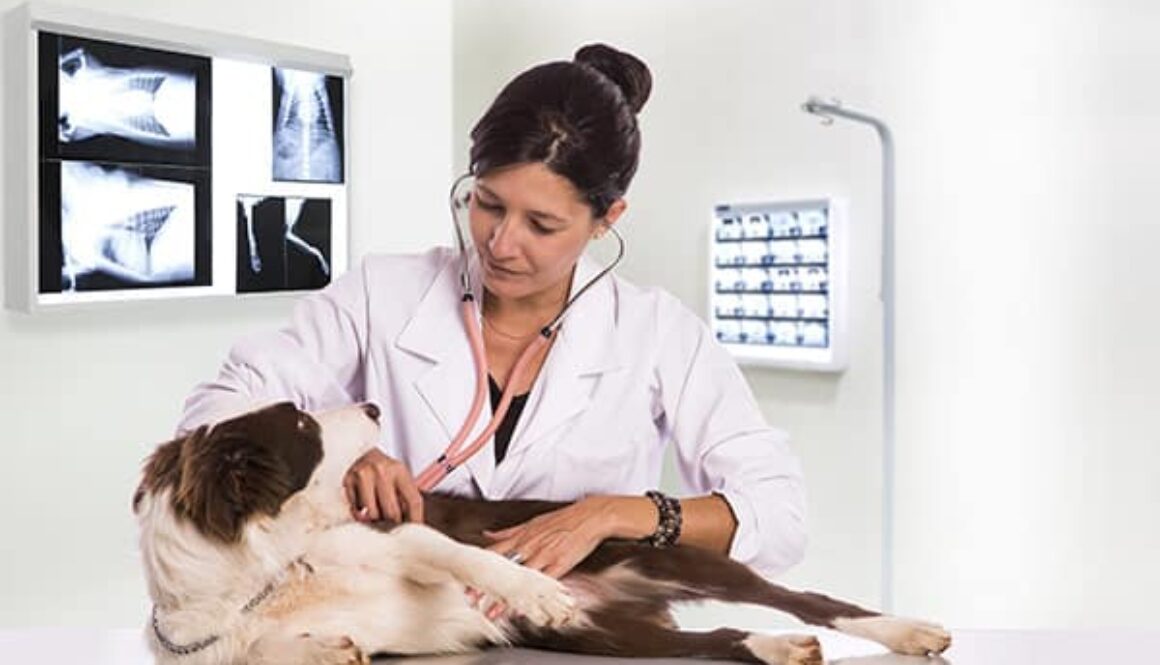 Pet Cancer Awareness