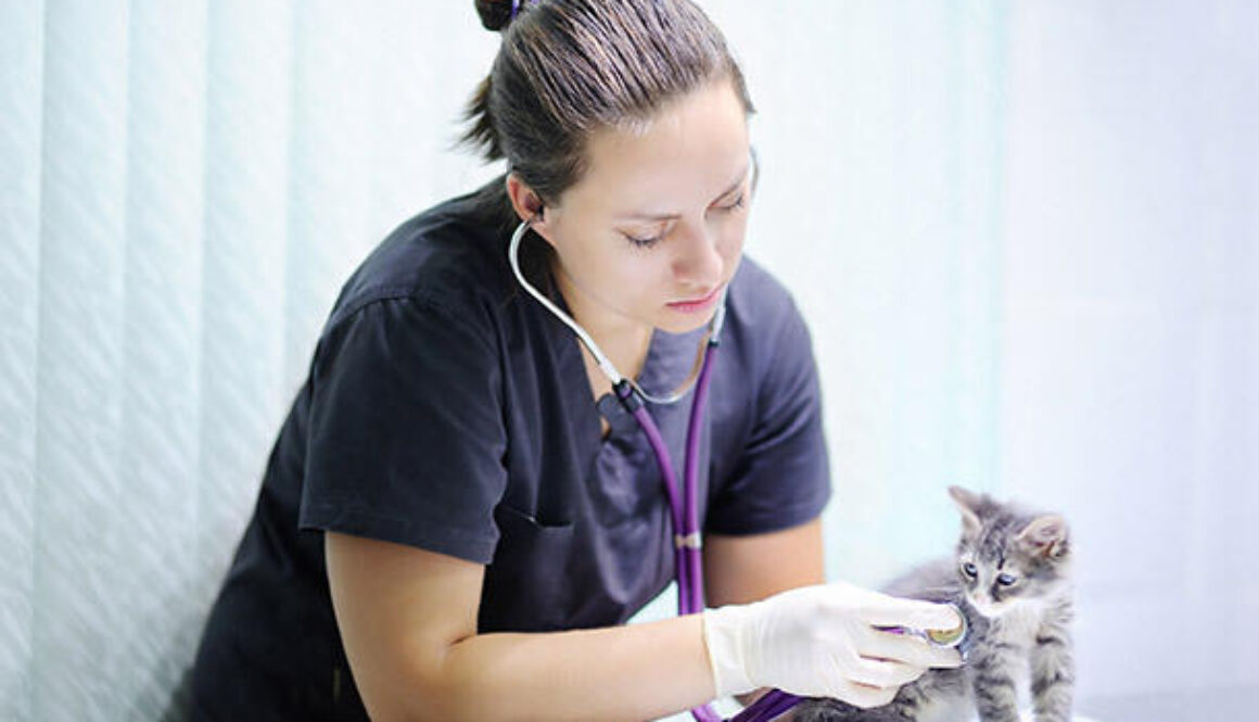 Should I Take My Cat the Vet Every Year?
