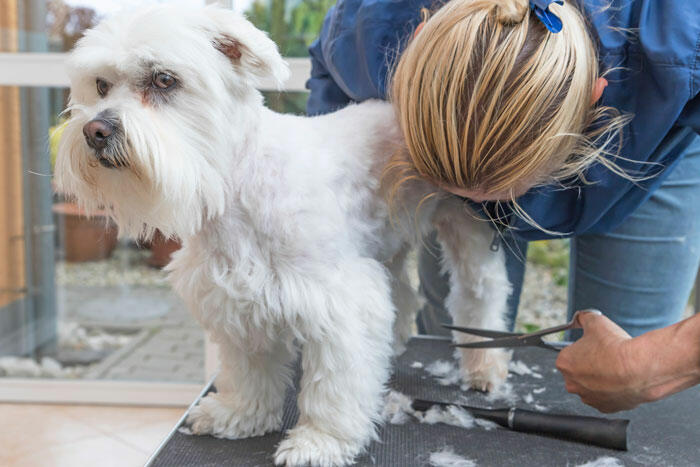 GroomingCareersPetco-FI