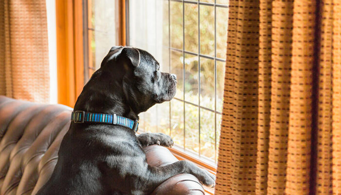 Canine Separation Anxiety