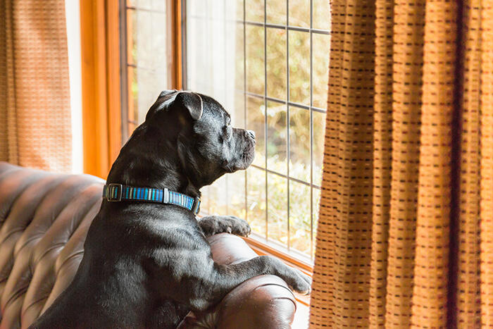 Canine Separation Anxiety