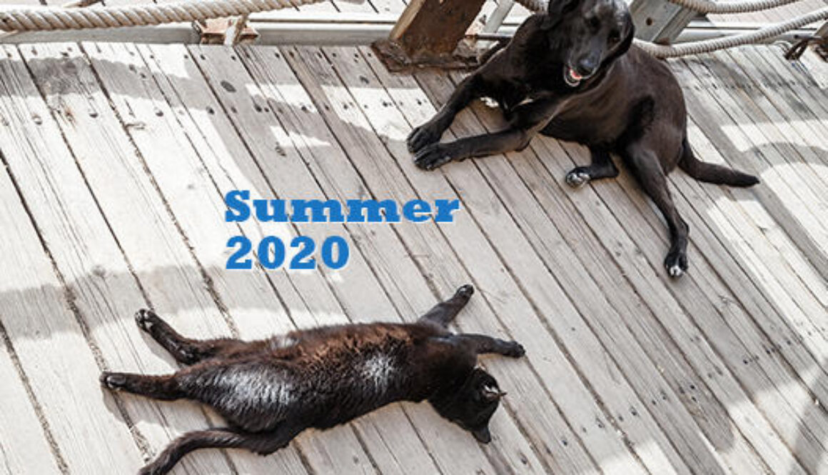 Black homeless cat and dog rest in the shadow