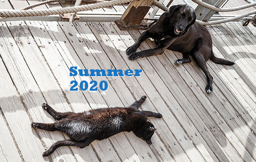 Black homeless cat and dog rest in the shadow