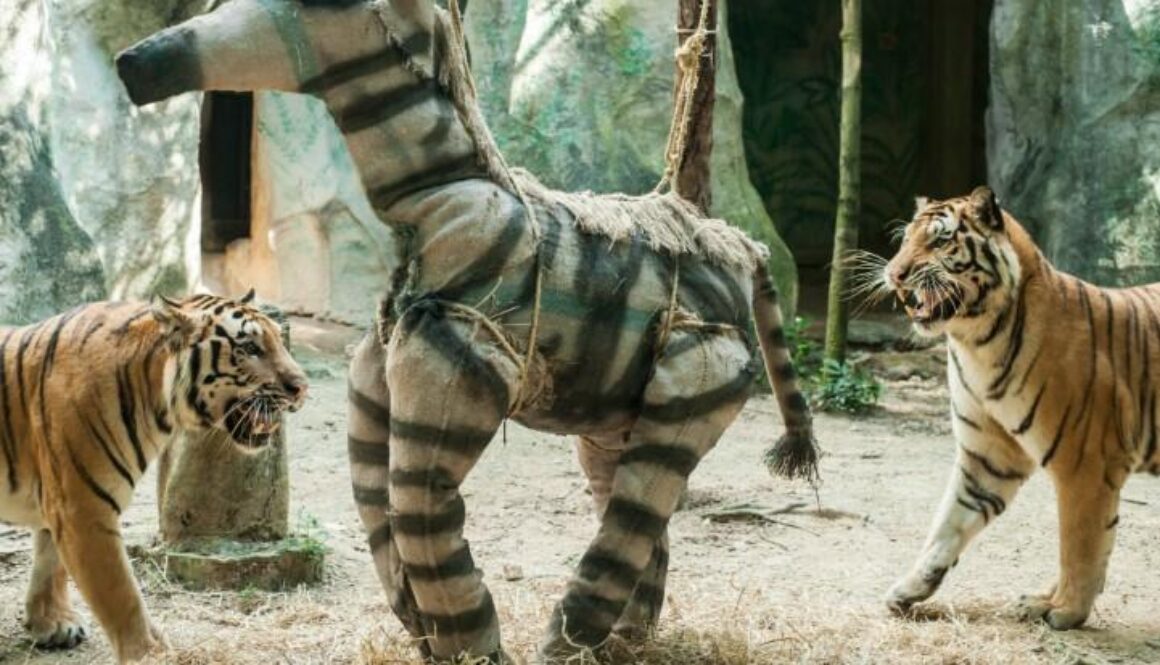 The Importance of Enrichment in Zoo Wildlife Habitation Facilities