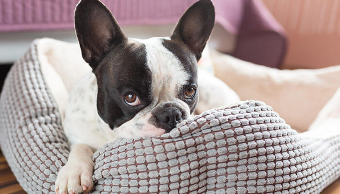Adorable french bulldog on the lair