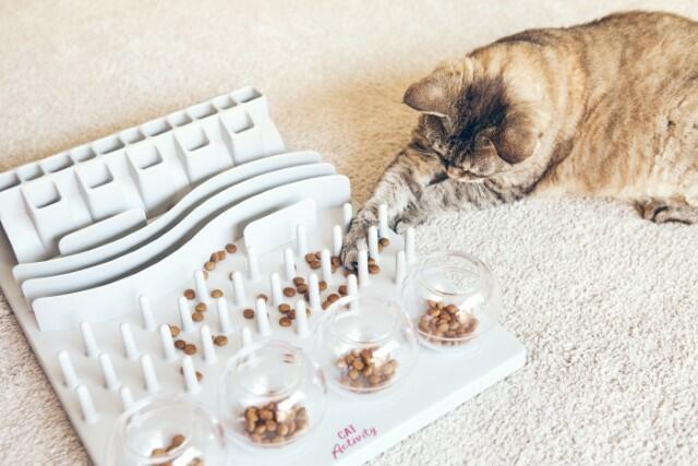 Cat Training School | I’ll Wait While You Stop Laughing
