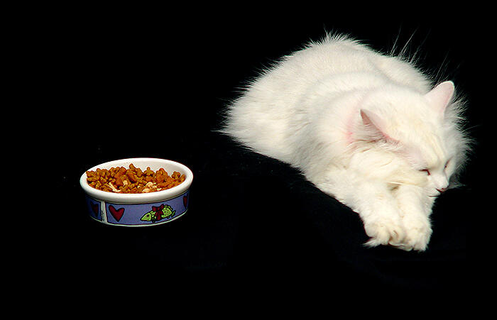 Deciphering Cats’ Dietary Finickiness
