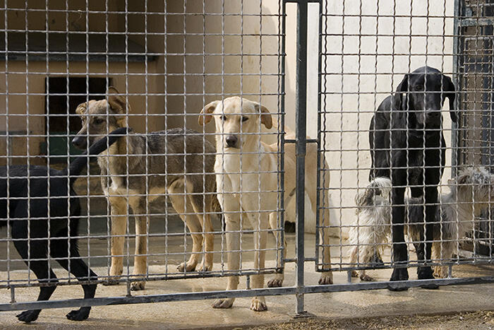 Grooming Shelter Dogs