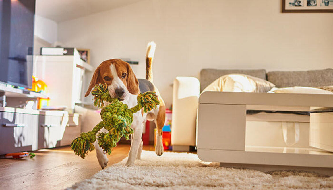 Dog beagle fetching a green rope indoors.
