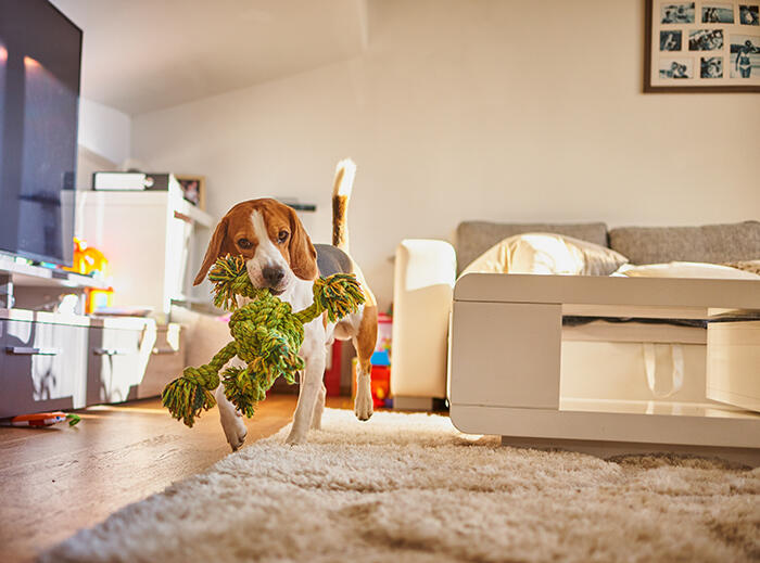 Dog beagle fetching a green rope indoors.