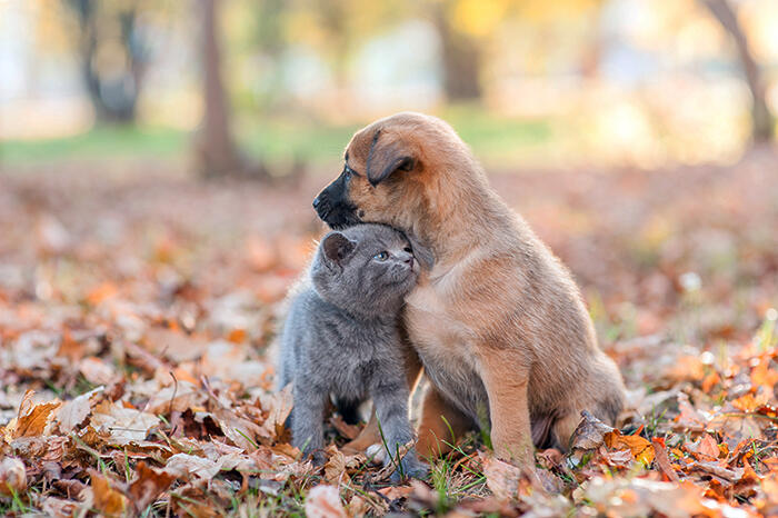 kitten pressed against the homeless puppy on autumn leaves