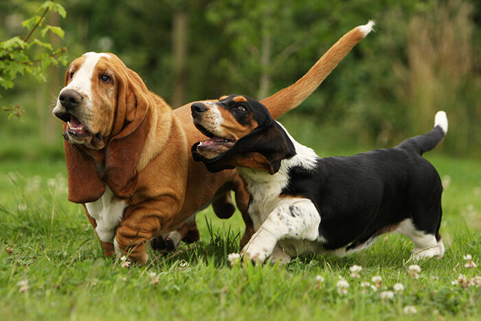 What’s Waggin’