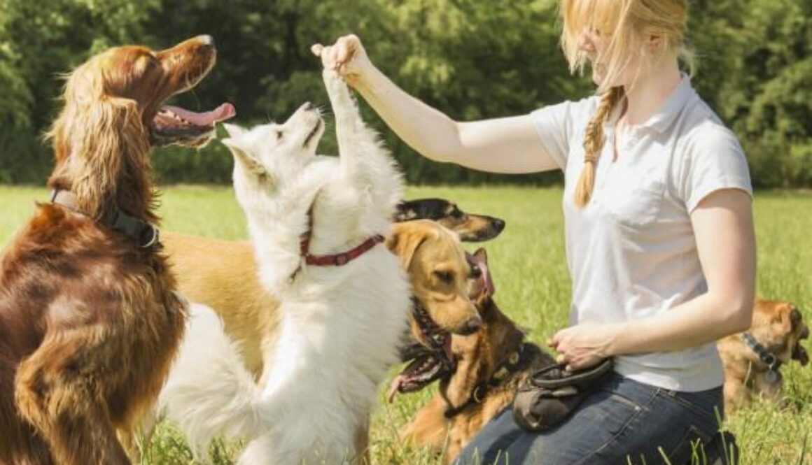 How to Choose a Certified Dog Trainer