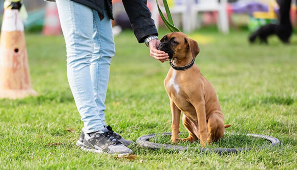 woman with a young boxer dog on a dog training field