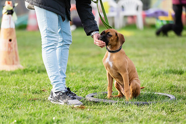 woman with a young boxer dog on a dog training field