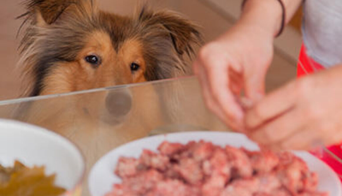 Safer, Happy Holidays- No Begging