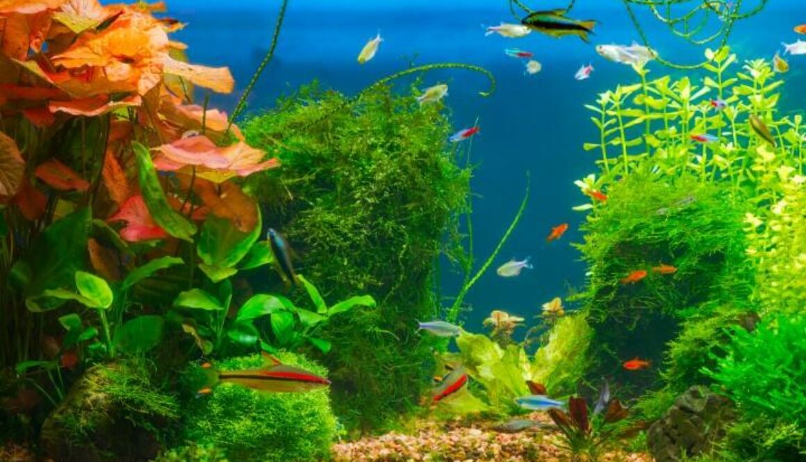 Reap the Rewards of a Perfectly Pristine Aquarium