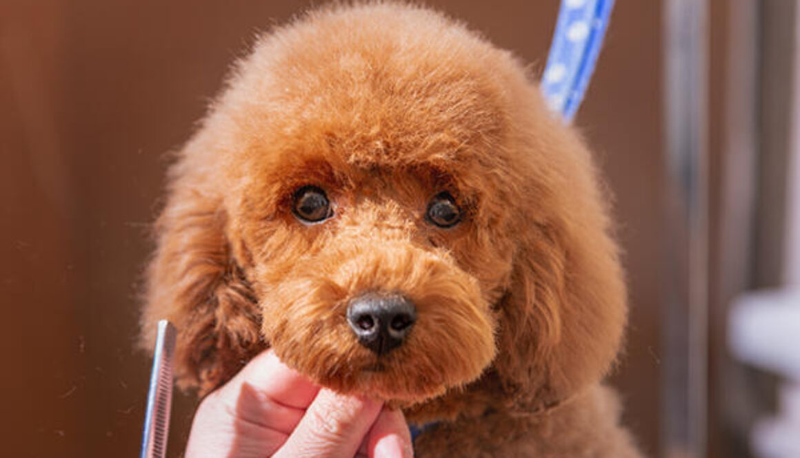 A goldendoodle puppy is being groomed for the first time