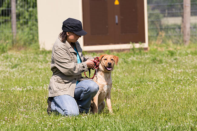 Dog trainer working with a canine