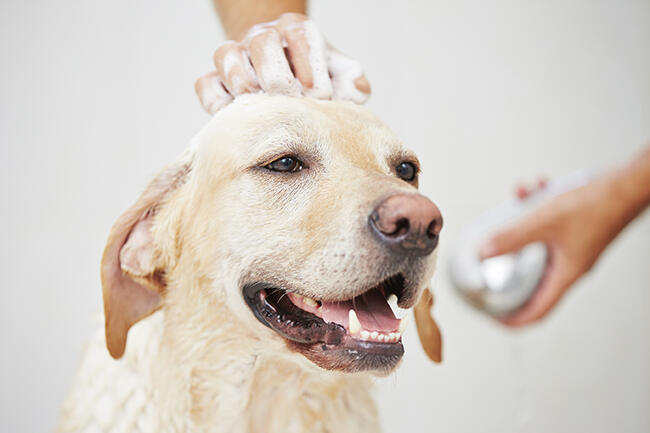 Dog in shower