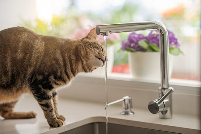 cat drinking water from kitchen faucet