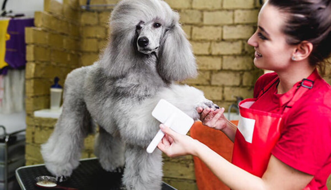 Groomer brushing standard gray poodle