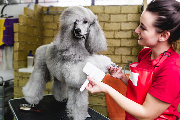 Groomer brushing standard gray poodle