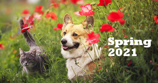 dog Corgi and striped cats sit in a Sunny summer garden in a bed